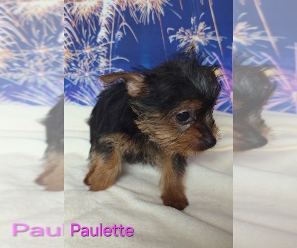 Medium Photo #2 Yorkshire Terrier Puppy For Sale in AZLE, TX, USA