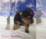Small #1 Yorkshire Terrier