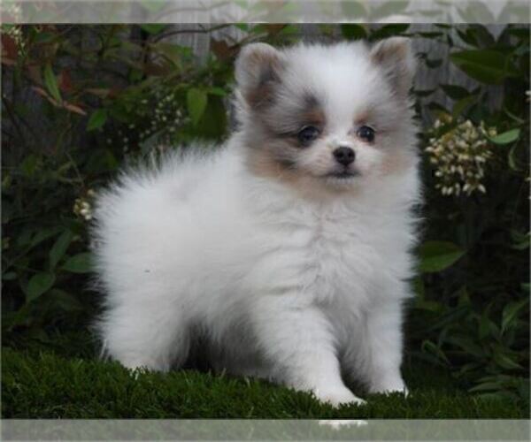 Medium Photo #3 Pomeranian Puppy For Sale in BEVERLY HILLS, CA, USA