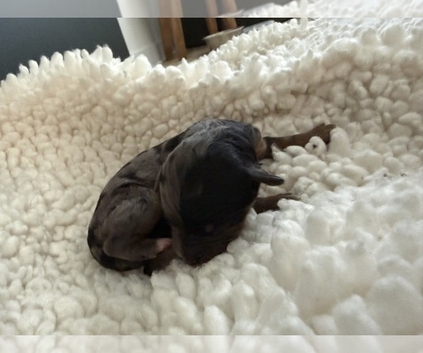 Medium Photo #1 Aussie-Poo-Bernedoodle Mix Puppy For Sale in LEXINGTON, SC, USA