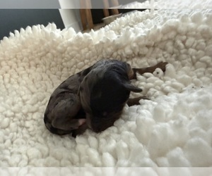 Medium Aussie-Poo-Bernedoodle Mix