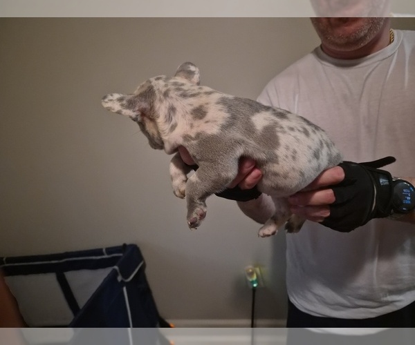 Medium Photo #10 French Bulldog Puppy For Sale in SNELLVILLE, GA, USA