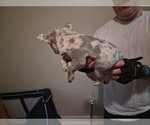 Frenchie - Male French Bulldog Puppy for Sale - Photo #10