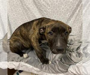 American Pit Bull Terrier Dogs for adoption in Modesto, CA, USA