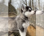 Small Photo #8 Alaskan Klee Kai-Pomsky Mix Puppy For Sale in STAPLES, MN, USA