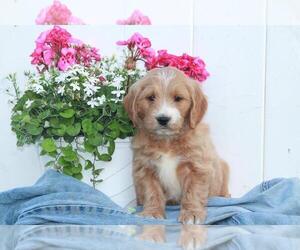 Goldendoodle (Miniature) Puppy for sale in SHILOH, OH, USA