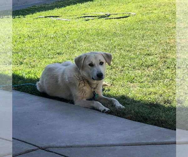 Medium Photo #7 Labrador Retriever-Unknown Mix Puppy For Sale in San Diego, CA, USA