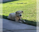 Small #6 Labrador Retriever Mix