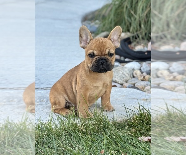 Medium Photo #3 French Bulldog Puppy For Sale in AURORA, CO, USA