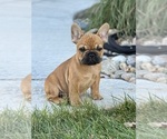 Bruno - Male French Bulldog Puppy for Sale - Photo #3