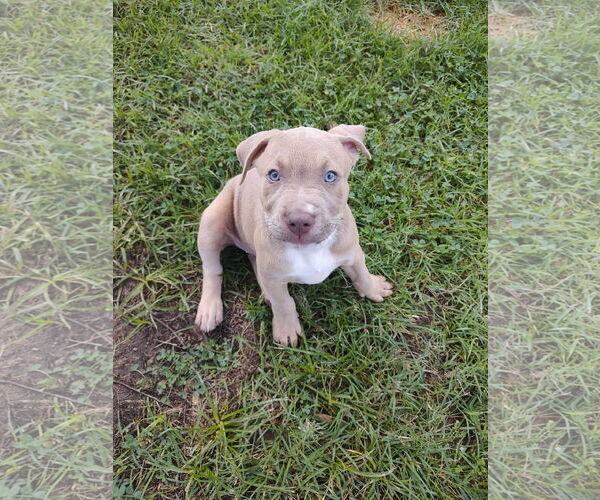 Medium Photo #1 Labrador Retriever-Unknown Mix Puppy For Sale in The Woodlands, TX, USA