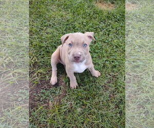Labrador Retriever-Unknown Mix Dogs for adoption in The Woodlands, TX, USA