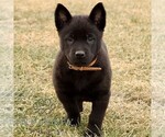 Small #1 Belgian Malinois
