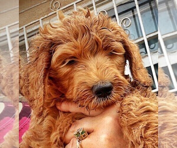 Medium Photo #1 Goldendoodle-Poodle (Standard) Mix Puppy For Sale in BALDWIN HILLS, CA, USA