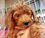 Small Photo #1 Goldendoodle-Poodle (Standard) Mix Puppy For Sale in BALDWIN HILLS, CA, USA