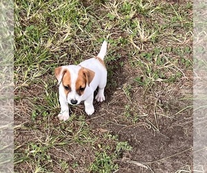 Jack Russell Terrier Puppy for Sale in NASHVILLE, North Carolina USA