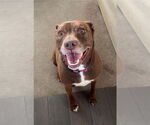 Small #19 American Staffordshire Terrier-Labrador Retriever Mix