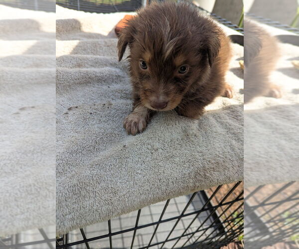 Medium Photo #4 Miniature Australian Shepherd Puppy For Sale in ADAIRSVILLE, GA, USA