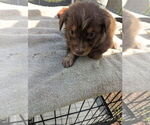 Small #3 Miniature Australian Shepherd