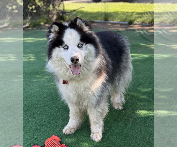 Medium Photo #1 Siberian Husky Puppy For Sale in Spring Lake, NJ, USA