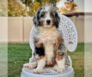 Bernedoodle Puppy for sale in ROY, UT, USA
