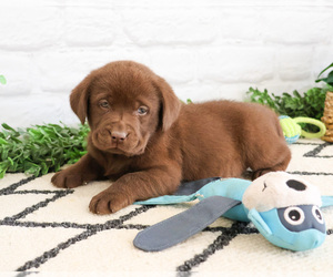 Labrador Retriever Puppy for sale in SYRACUSE, IN, USA
