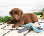 Small Labrador Retriever