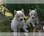 Small Photo #2 Siberian Husky Puppy For Sale in DINWIDDIE, VA, USA