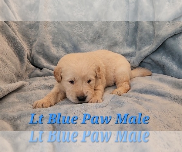 Medium Photo #13 Golden Retriever Puppy For Sale in CRAWFORDVILLE, FL, USA