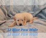Small Photo #13 Golden Retriever Puppy For Sale in CRAWFORDVILLE, FL, USA