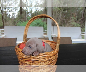 Weimaraner Puppy for Sale in QUITMAN, Texas USA