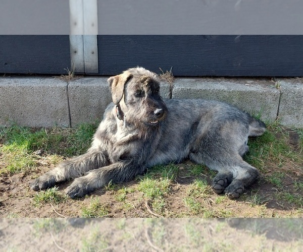 Medium Photo #4 Schnauzer (Giant) Puppy For Sale in Hatvan, Heves, Hungary