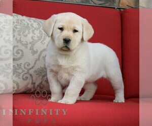 Labrador Retriever Puppy for sale in GORDONVILLE, PA, USA