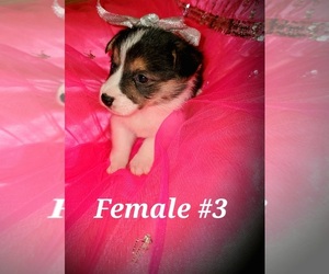 Pembroke Welsh Corgi Puppy for sale in RICHLAND, MO, USA