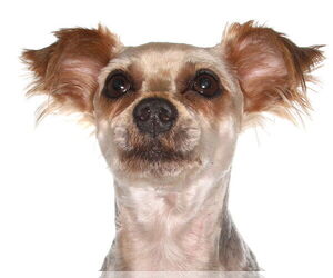 Shih Tzu Dogs for adoption in Oakland Park, FL, USA