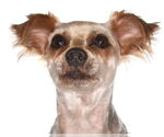 Small Shih Tzu