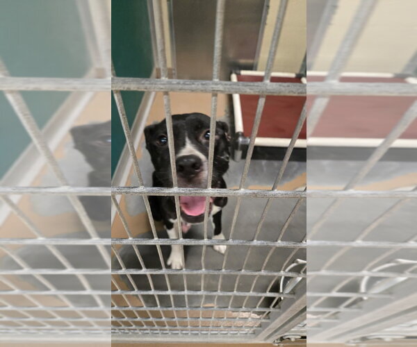 Medium Photo #1 Mutt Puppy For Sale in Texas City, TX, USA