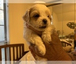 Small Photo #2 ShihPoo Puppy For Sale in WETUMPKA, AL, USA