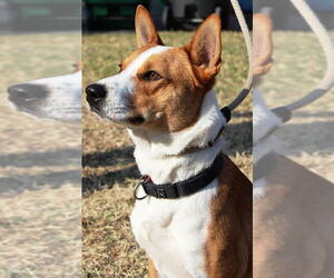 Chevy - Male Australian Kelpie-Basenji Mix Dog for Adoption - Photo #3