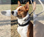 Small #2 Australian Kelpie-Basenji Mix