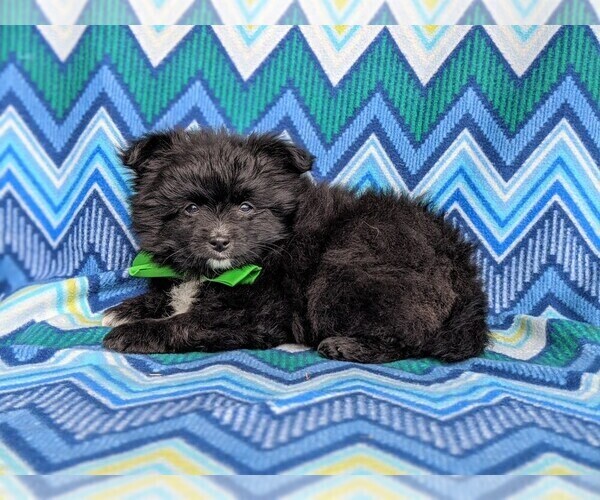 Medium Photo #3 Chiranian Puppy For Sale in NEW FREEDOM, PA, USA