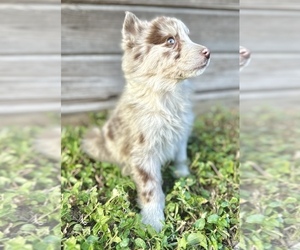 German Shepherd Dog Puppy for sale in ORLANDO, FL, USA