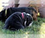 Small Photo #4 Olde English Bulldogge Puppy For Sale in PURCELLVILLE, VA, USA