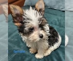 Small #9 Yorkshire Terrier