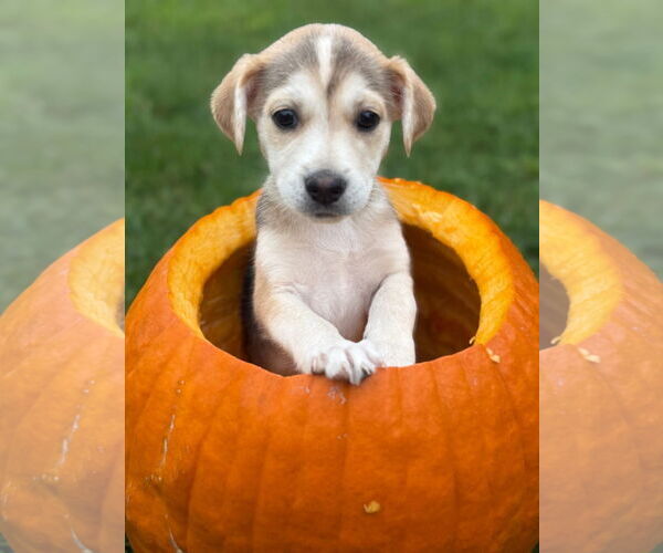 Medium Photo #3 Siberian Husky-Unknown Mix Puppy For Sale in New London, WI, USA