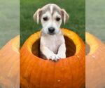 Small #2 Siberian Husky Mix