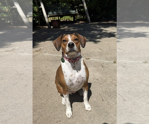 Medium Photo #6 Beagle-Unknown Mix Puppy For Sale in Arlington, VA, USA