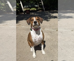 Poppy - Female Beagle-Unknown Mix Dog for Adoption - Photo #6