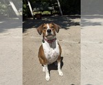 Small #5 Beagle Mix