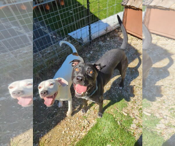 Medium Photo #4 American Staffordshire Terrier-Unknown Mix Puppy For Sale in Calhoun, GA, USA